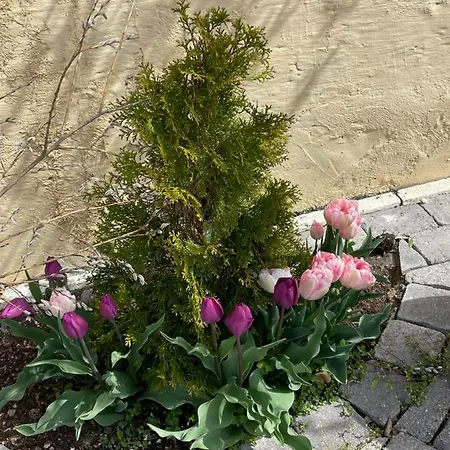 Wrolich Appartement Latschach ober dem Faakersee