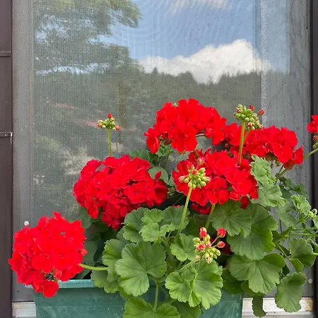 Appartement Wrolich Latschach ober dem Faakersee